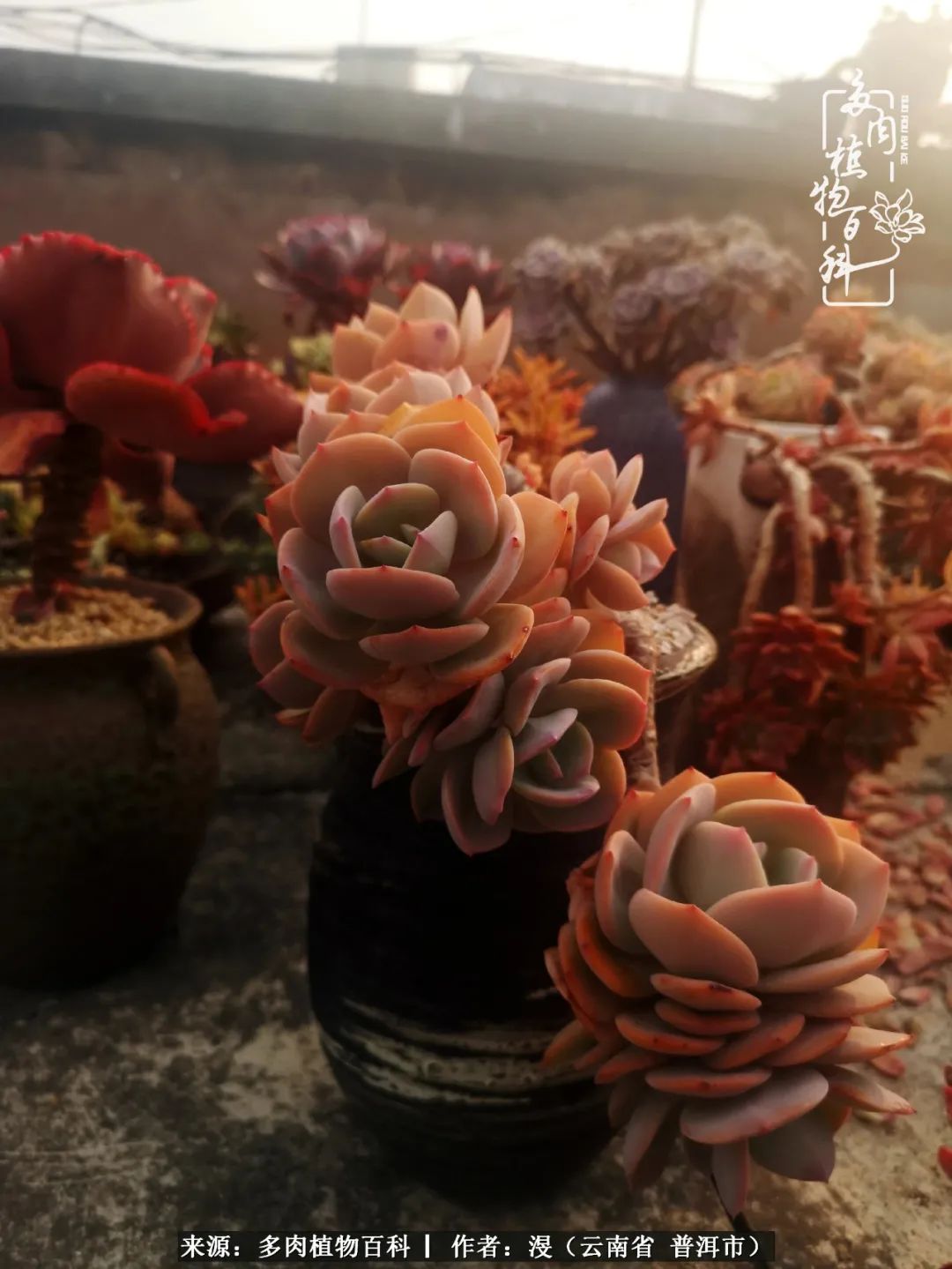 风过留痕讲的啥,风过留痕朗诵