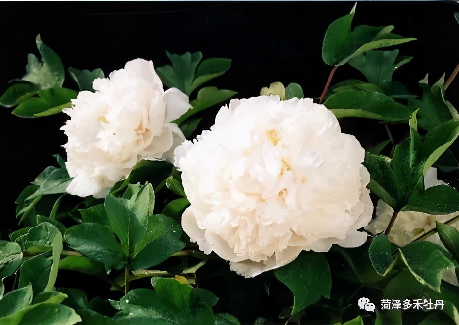 牡丹品种水晶黄,昆山夜光牡丹晚上的样子