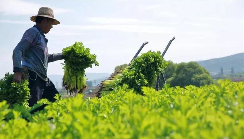 全国蔬菜品种分布图,全国蔬菜产量排名数据去哪看