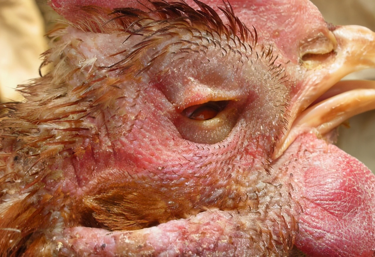 鸡突然眼瞎什么原因用什么药,鸡单侧眼瞎是什么原因