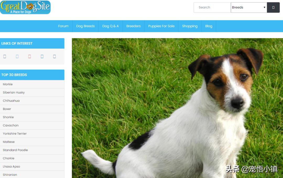 比较出名的宠物网站排名大全,国内外知名宠物品牌排行表