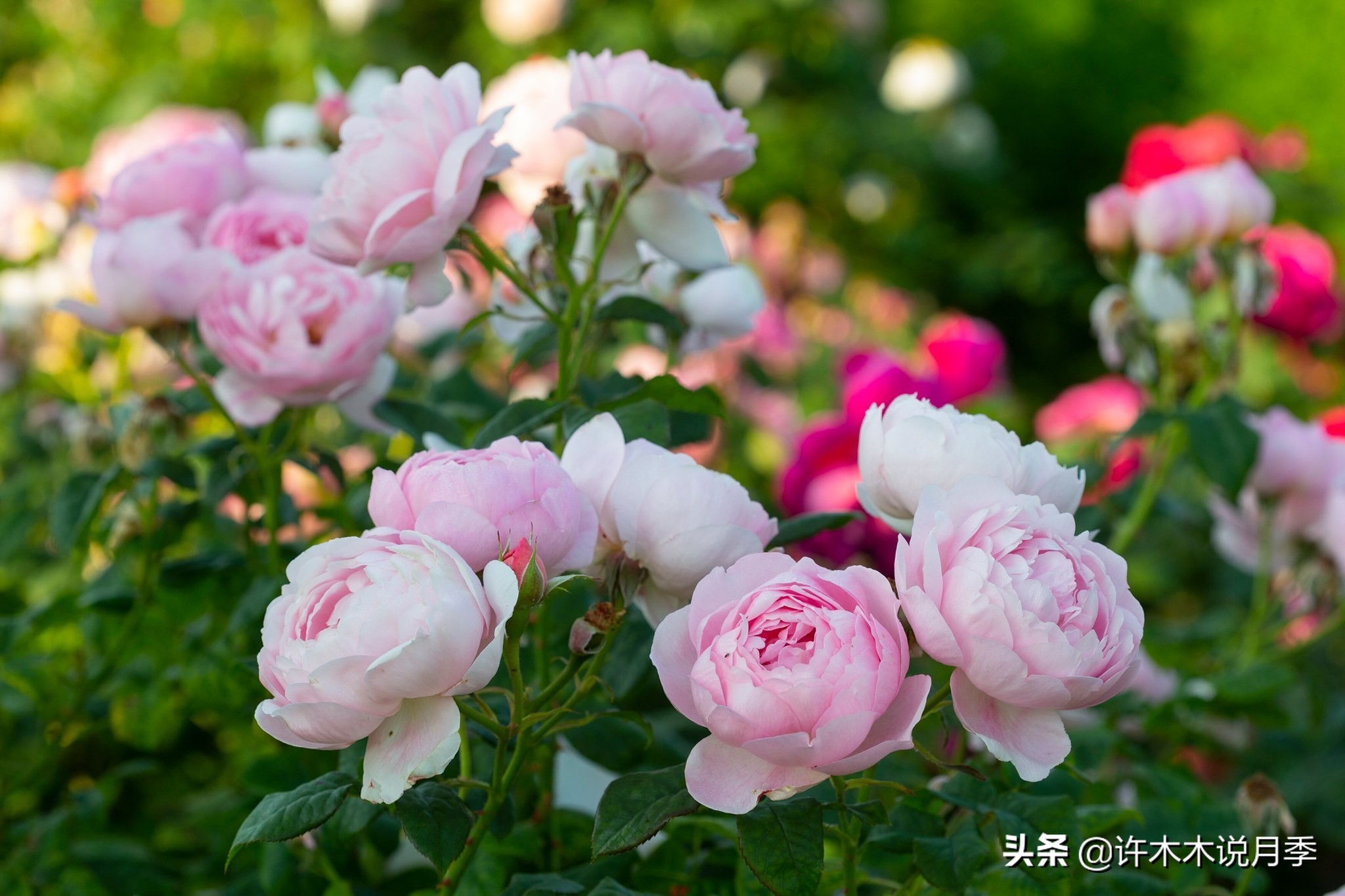 养月季不能忽视的10个问题,新手扫盲教程,快速入门月季养护