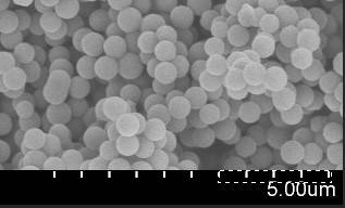 photoshop怎么给扫描电镜做标尺,用photoshop处理电镜图