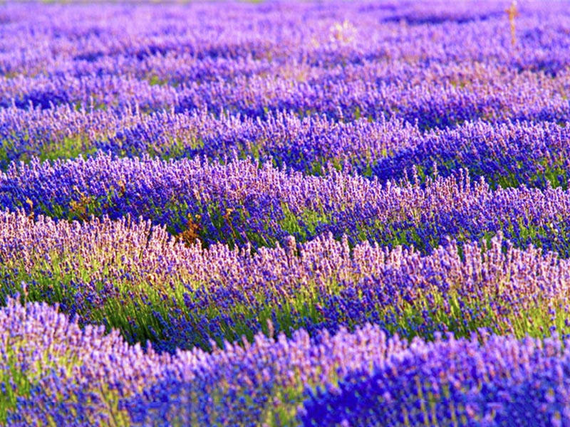 衣草有哪些种植方法和时间,衣草的家庭种植方法与时间