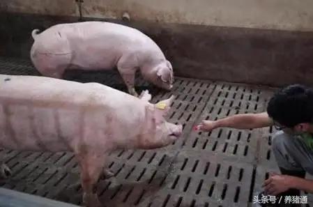 猪打针不吃怎么办,猪不吃料打针没效果
