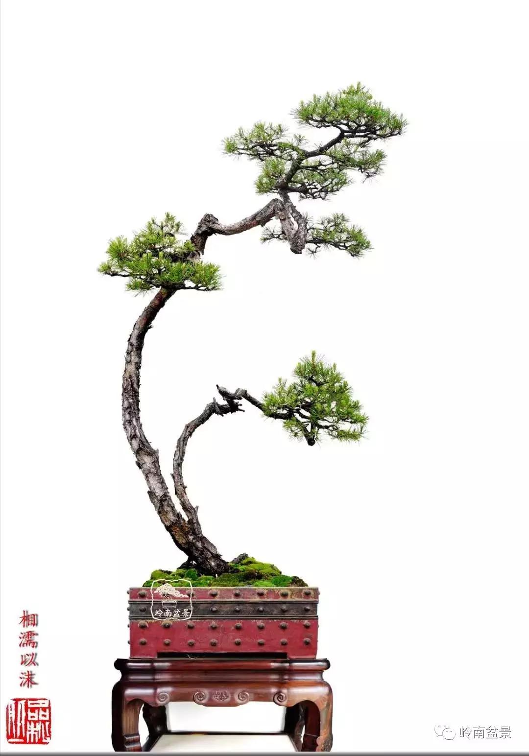 盆景欣赏苍劲有力老桩,精品盆景寒枝欣赏