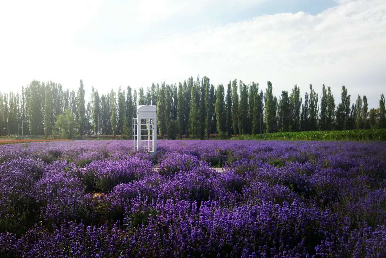 薰衣草生长过程简介,薰衣草从小到大的生长过程