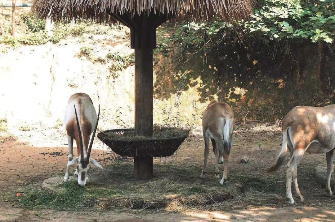 在动物园散步才是正经事|暴走福州