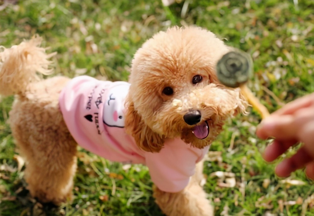 泰迪一般都有什么表现,泰迪的6个表现