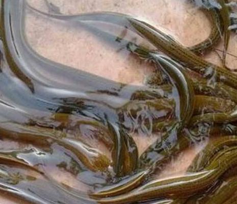 孟加拉黄鳝与本地黄鳝哪个好吃,印尼黄鳝价格