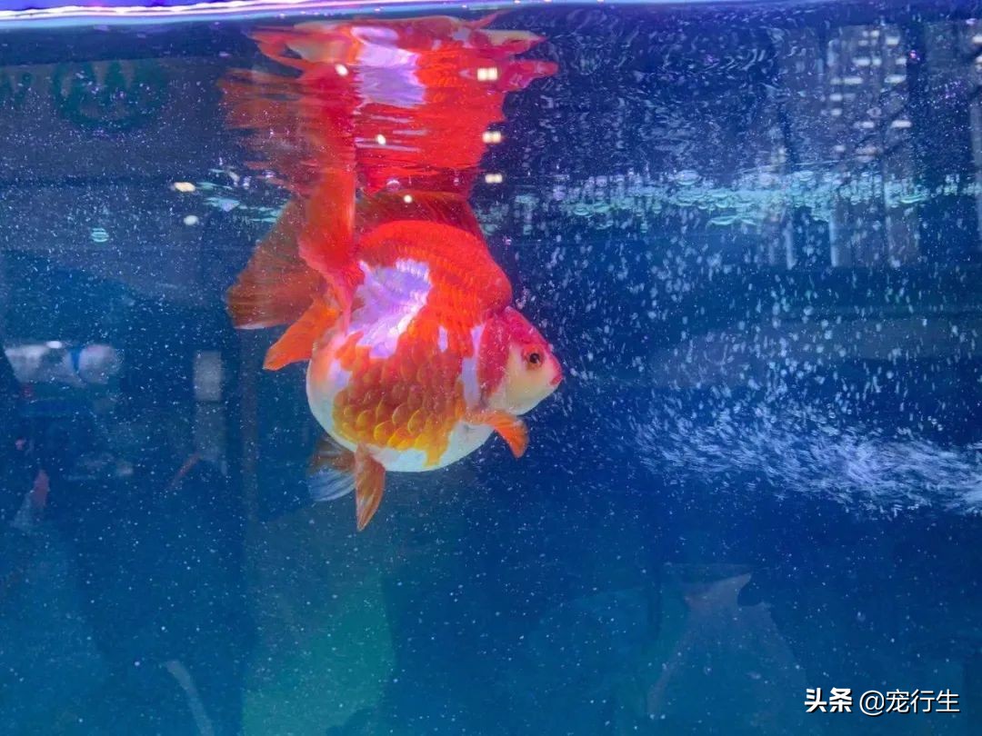 2020CIPS宠物展于广州开展，一大波萌物正在靠近