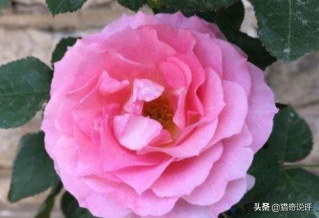 甜蜜马车春季花后修剪,甜蜜马车用多大的盆栽合适