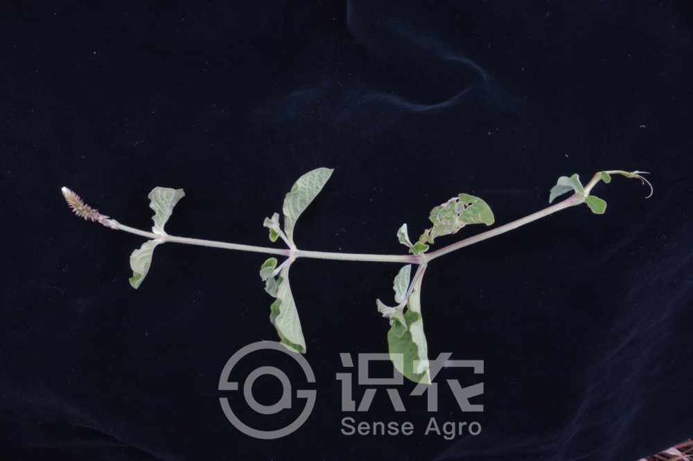 中草药土牛膝功效,每日一学草药土牛膝