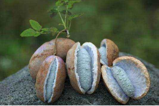 种植八月瓜的商机,种植八月瓜药材前景很好很广泛吗