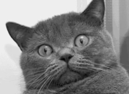 绝育后的猫为什么会变胖?怎么给猫咪减肥?