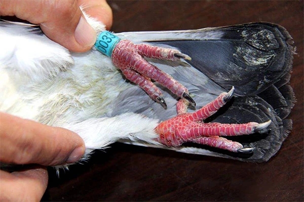 鸽子缺乏维生素的原因,幼鸽营养不良维生素怎么用