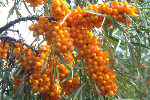 沙棘籽油的功效与作用喝法,沙棘籽油的功效与作用有哪些