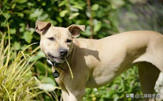 老狗狗吃草吐黄色液体怎么回事,狗狗只吃草不吃狗粮是怎么回事