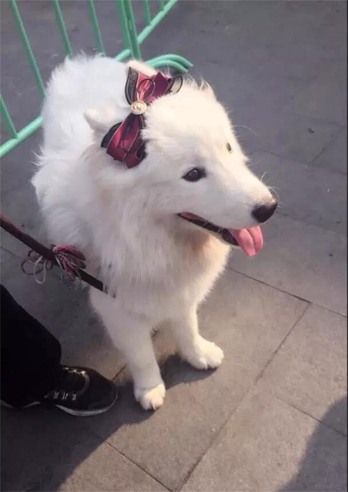 萨摩耶拆家,萨摩耶为什么这么会拆家