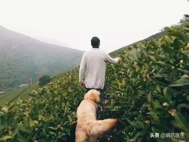 带宠物住宿酒店,带宠旅行酒店