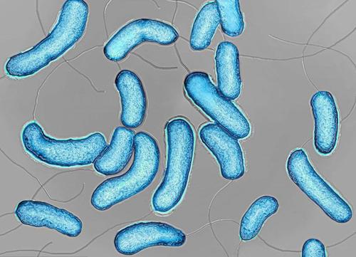 科普向——战“疫”进行时！三分钟看完世界病毒发现史！