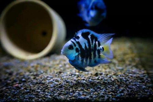 观赏鱼外伤如何处理,观赏鱼外伤鱼鳞掉了怎么办