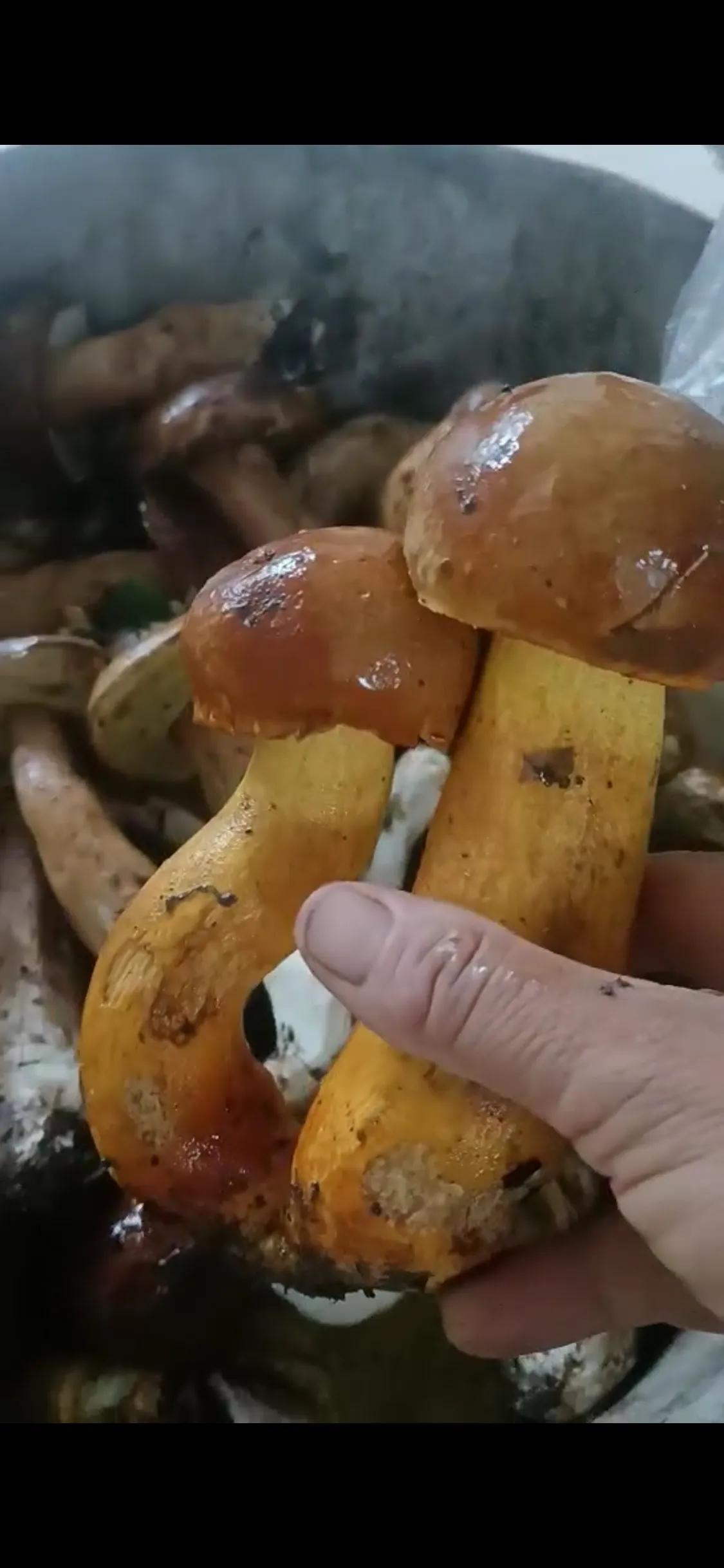 采蘑菇的小姑娘歌曲原唱,采蘑菇的小姑娘的歌词