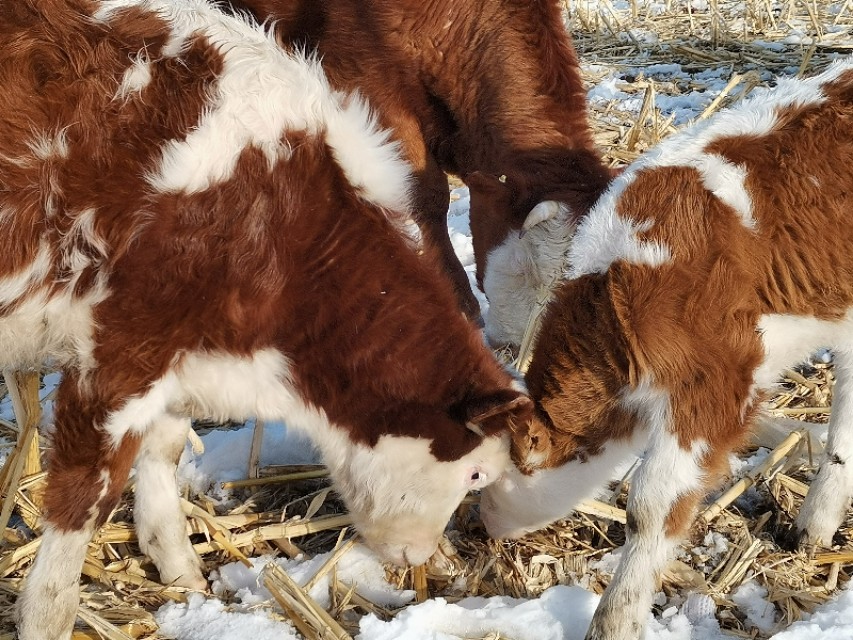 牛虱子怎么预防发病,牛快下崽了身上有虱子怎么办