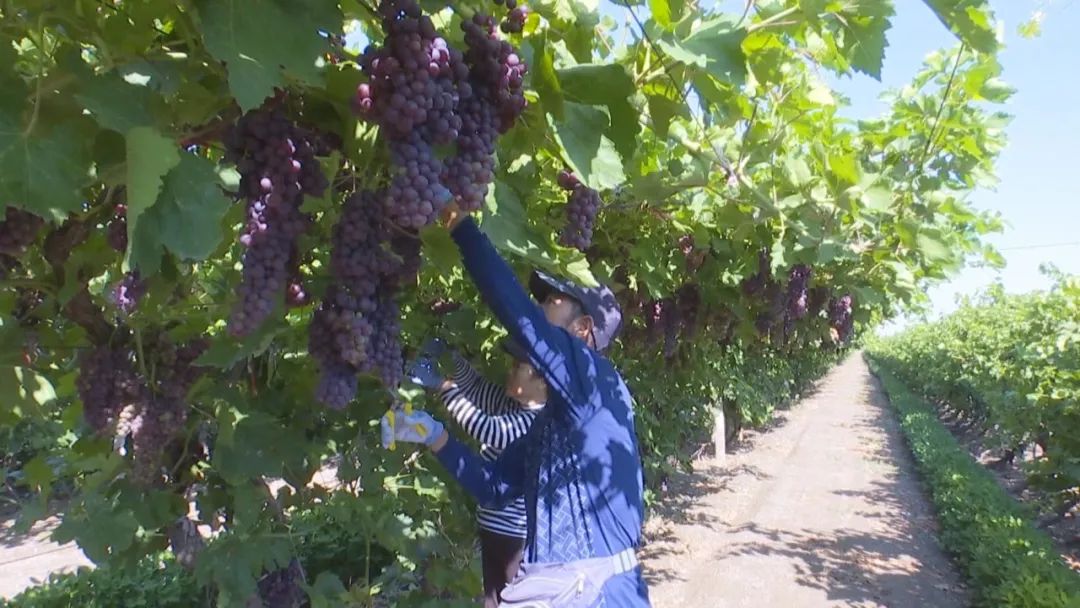 凤凰桥树莓采摘,春天到树莓采摘