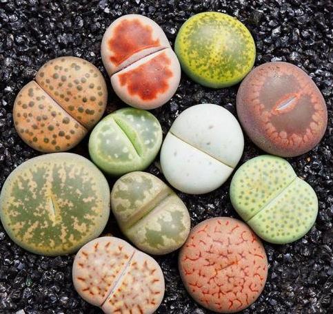 徒长的生石花能养好吗怎么养,养石生花注意事项