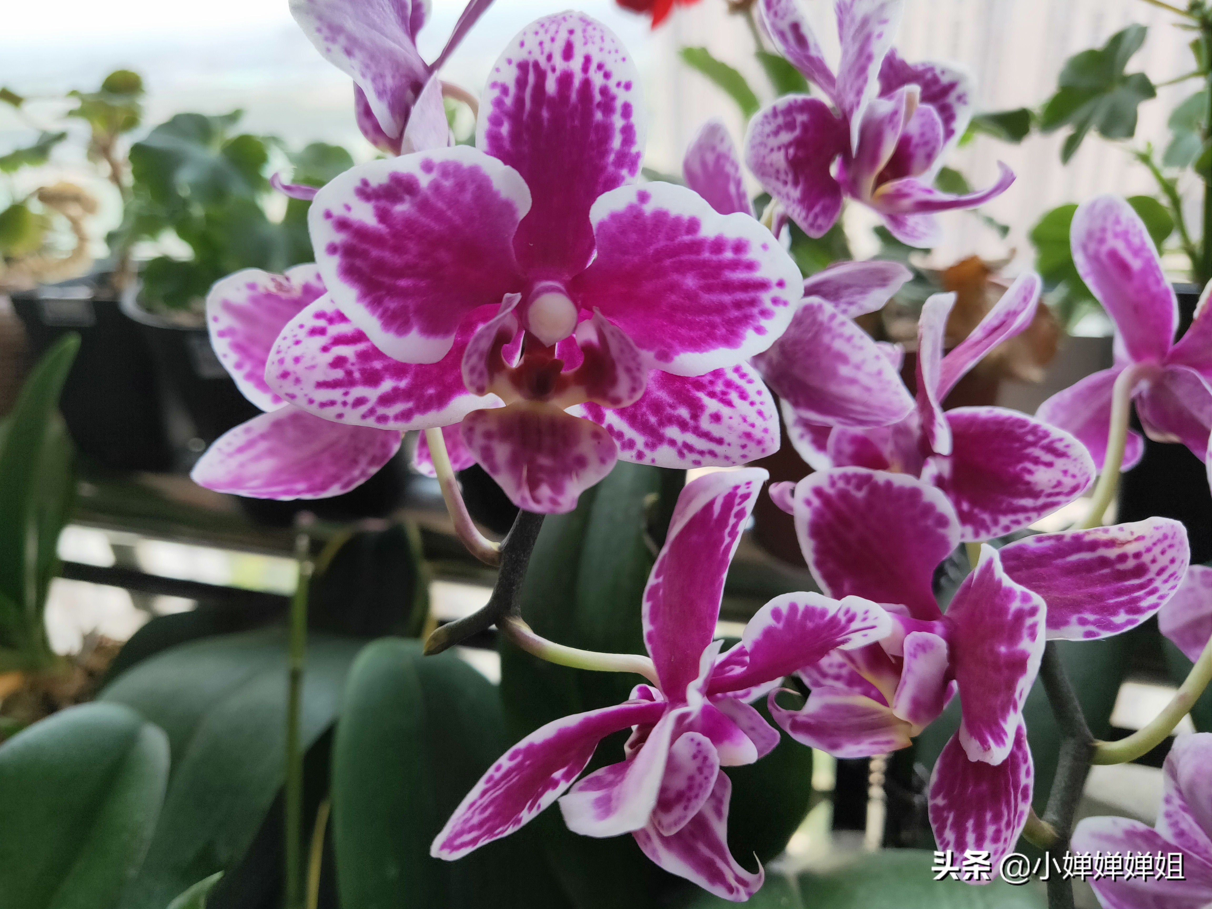 蝴蝶兰叶片变黄是怎么回事,蝴蝶兰开花叶子有褶皱咋回事