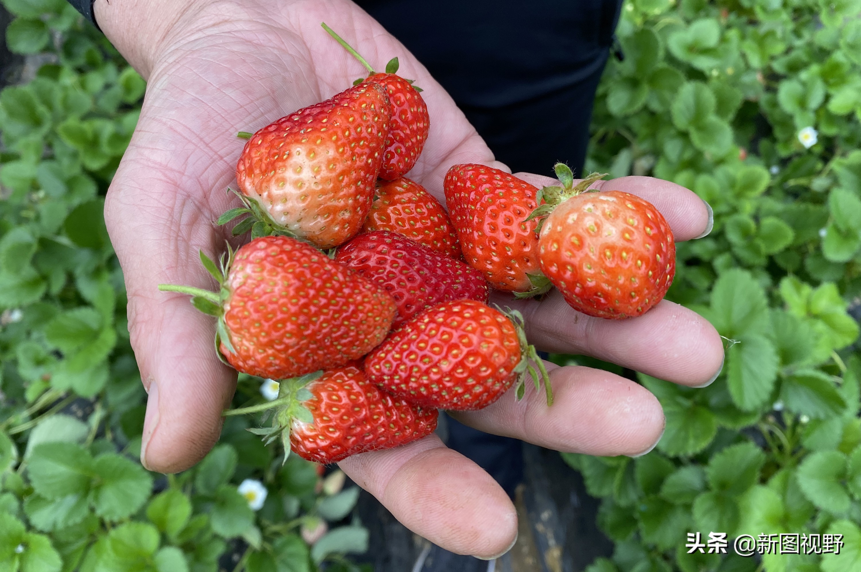 农村大哥吃火龙果,农村大哥种菜一年12万