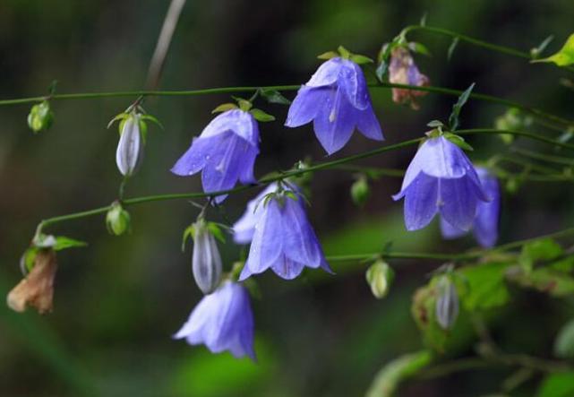 沙参开花了,沙参开花白色