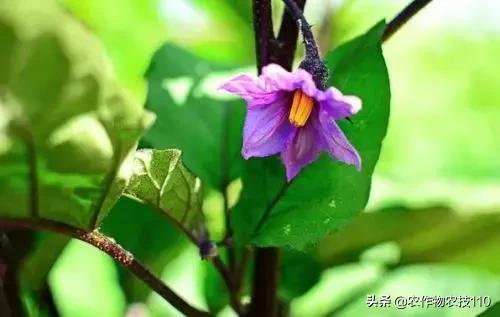 茄子长不大就僵了怎么办,茄子出现僵果的原因有哪些