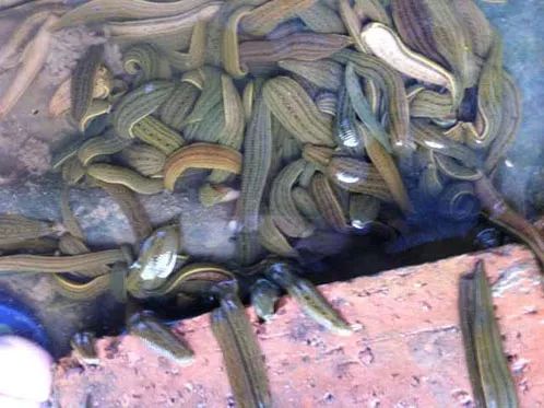 2019十大养殖品种图片,这两年最火的养殖品种