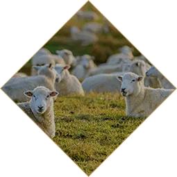 舌尖上的中国东来顺火锅,舌尖美食东来顺火锅