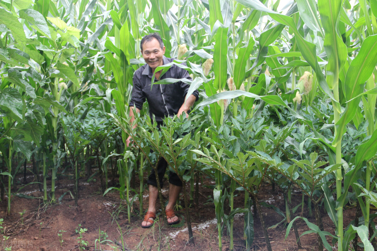 魔芋种植技术一年收入多少钱,魔芋种植技术