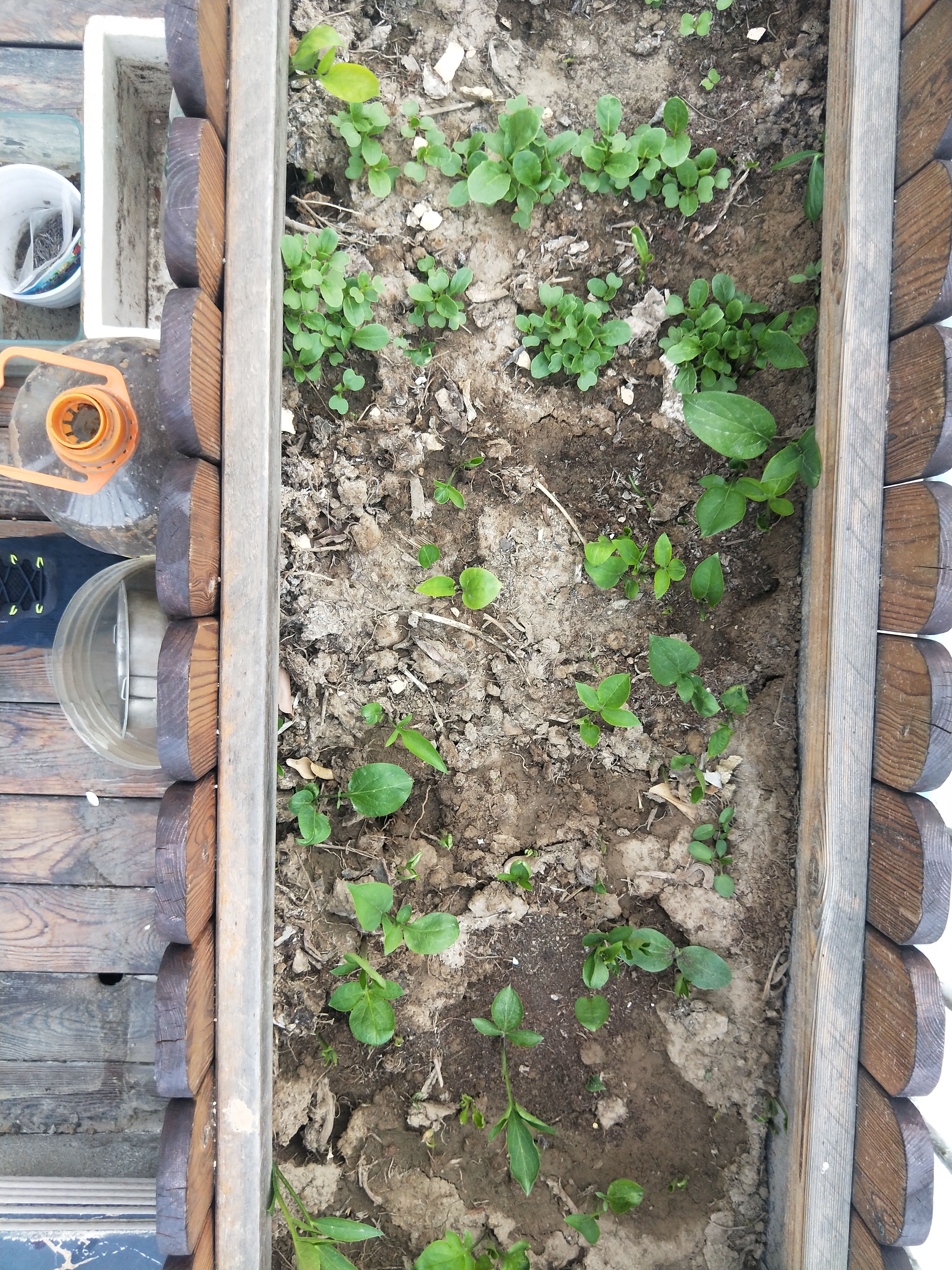 种菜日记大全200字,种菜日记