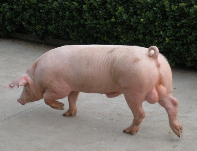 促进母猪受孕的方法,促进母兔发情