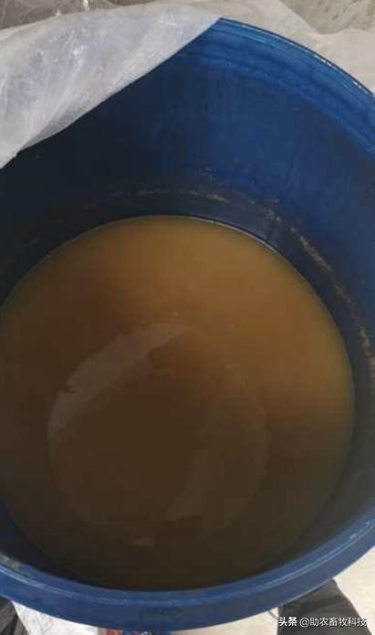 阜阳市颍上县李老板运用发酵中草药养猪尝到了甜头，无非瘟效益高