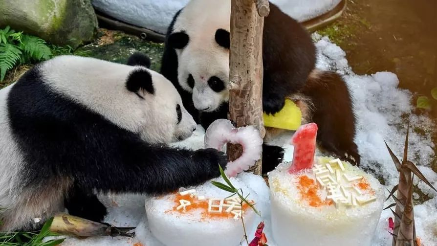 马来西亚为啥退换大熊猫,马来西亚退还中国大熊猫是真的吗