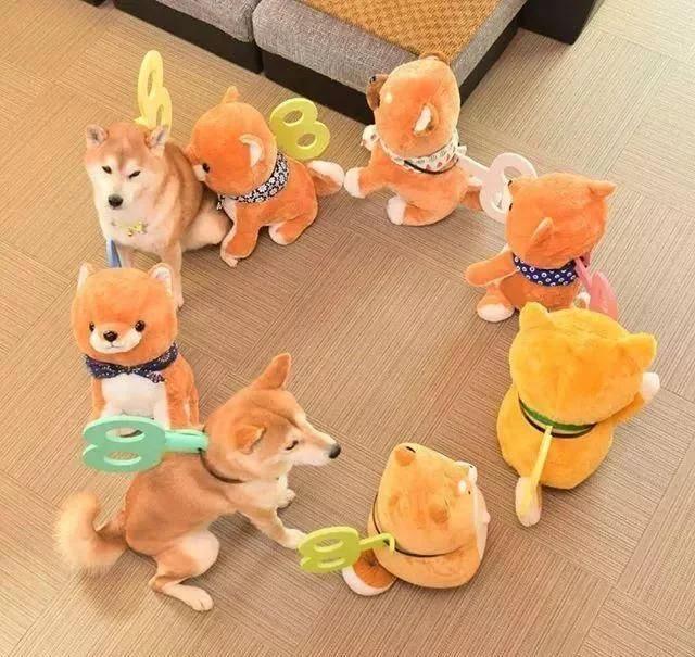 主人买了一堆柴犬玩偶，结果柴犬混入其中，主人想找也找不到了
