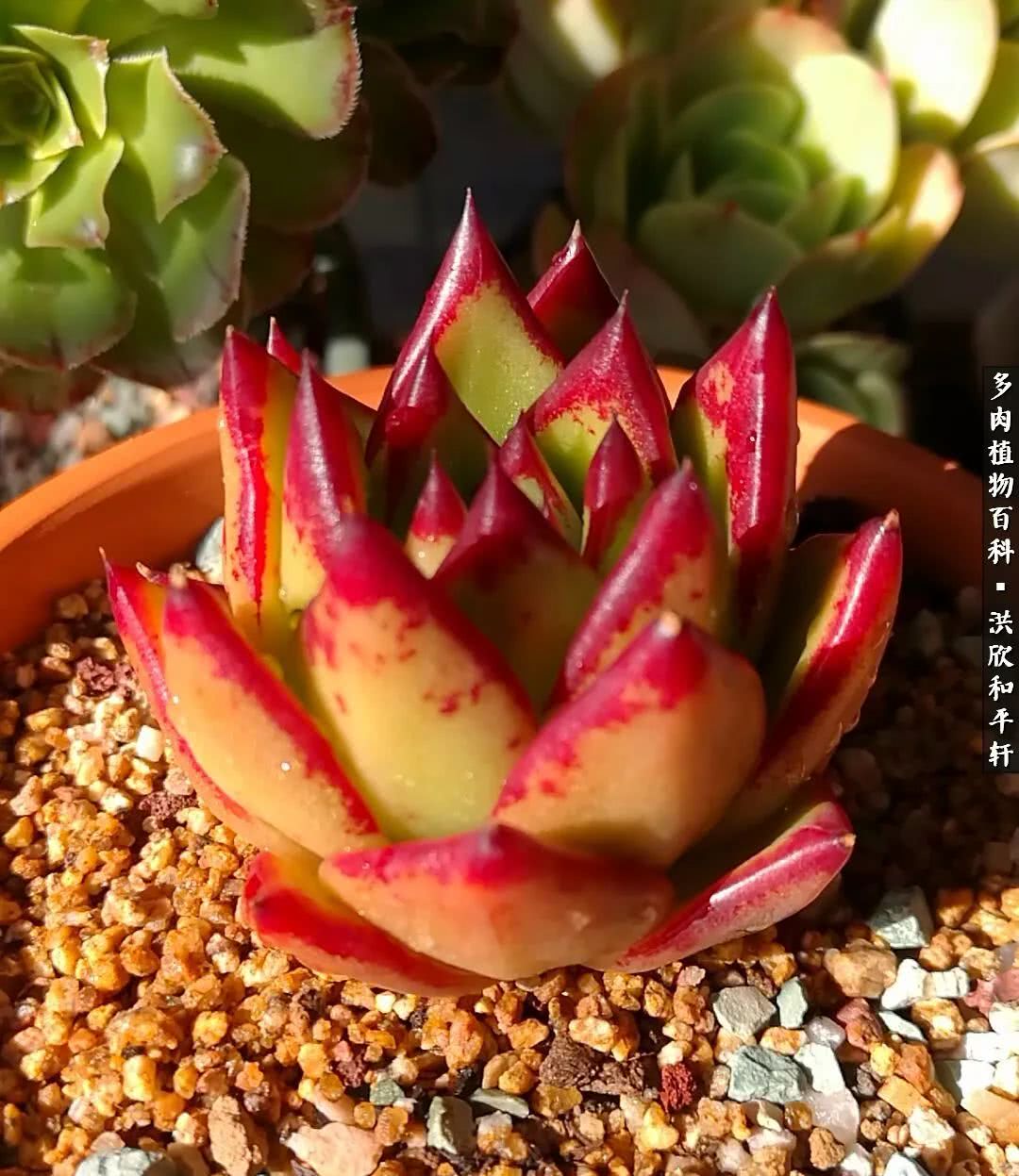 多肉的四季轮回,四季轮回多肉