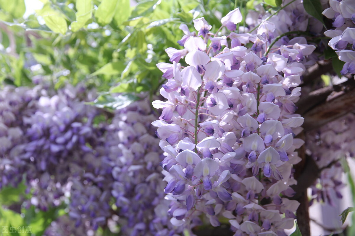 园林人需要知道的85个花卉知识,园林花卉的种类及图片