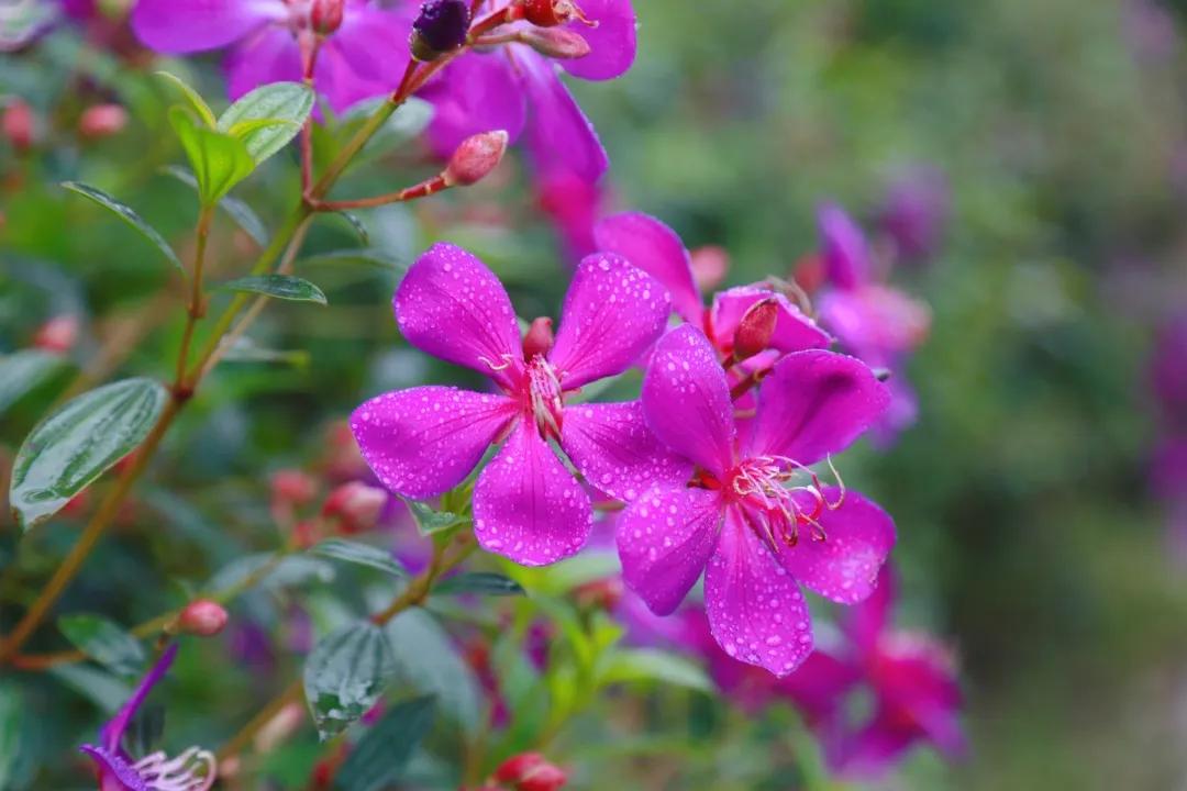 福建人游福建|厦航国旅首发团，邀您一起共赏好*光春**