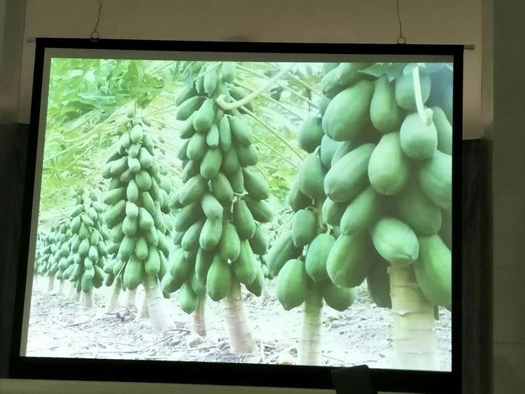 种地用的自制酵素,酵素种地效果怎么样