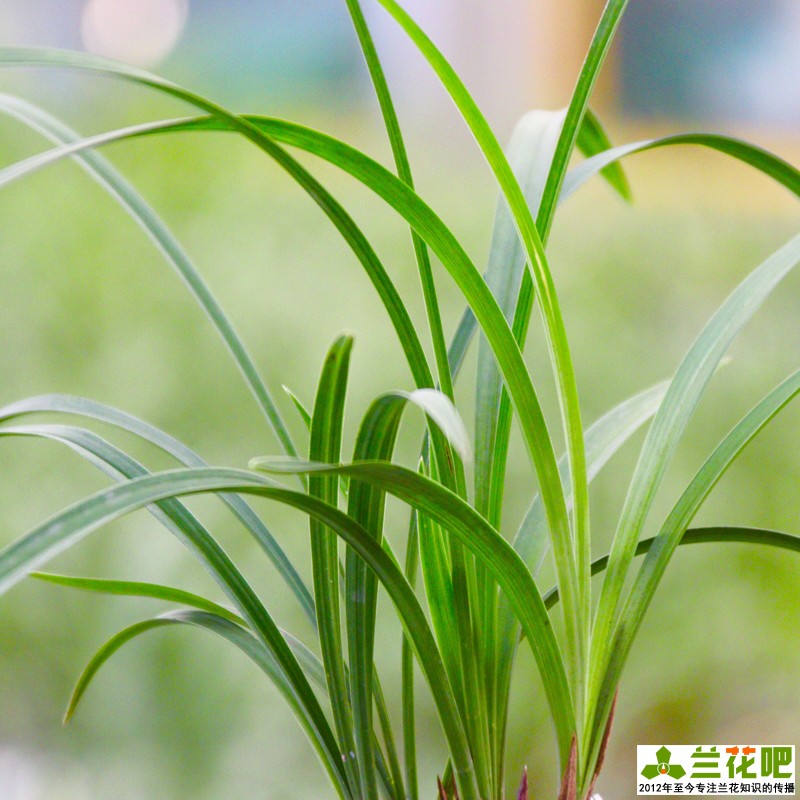 栽培兰花为什么要注意通风,在阳台养兰花湿度和通风怎样掌握