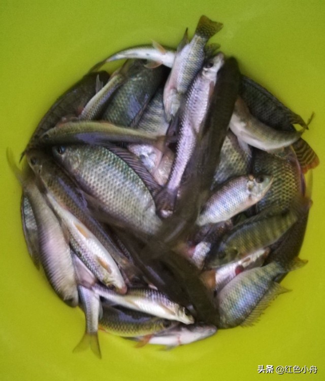 野钓窝里有鱼就是不开口怎么办,气温上升了鱼为啥不吃钩