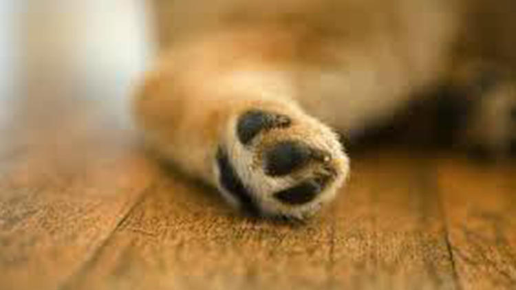 多大的狗狗可以剪指甲,狗狗剪指甲需要多少钱