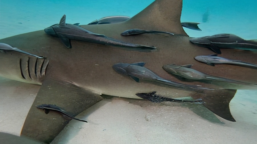 敢在鲨鱼背上撒野的吸盘鱼,曾被当做“猎鱼”,最爱搭顺风车周游